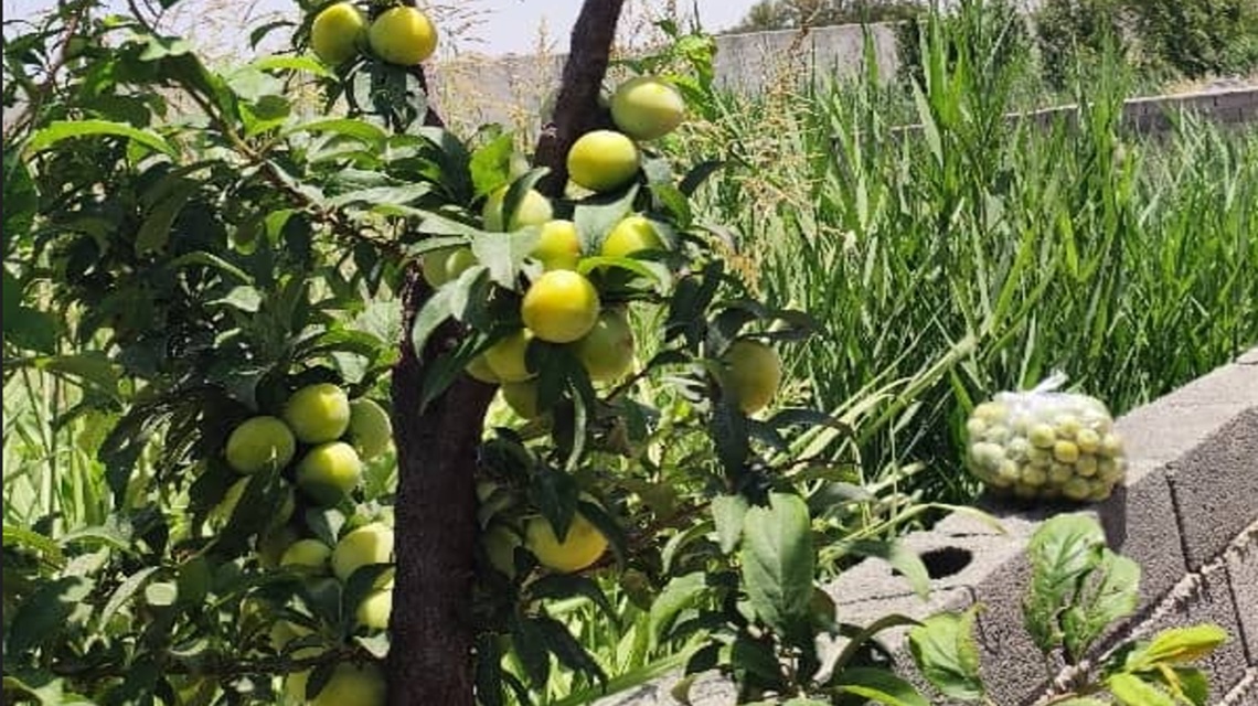 فروش باغچه دیوارکشی شده در اسفندآباد ملارد نزدیک بلوار اصلی اسفنداباد